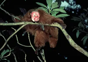Ugly: Red / Bald UAKARI Monkey