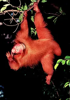 Uakari: Red / Bald UAKARI Monkey - showing red face