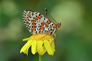 Didyma: Red Band Fritillary Spotted Fritillary