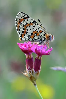 Didyma: Red Band Fritillary Spotted Fritillary on Carthusian pink
