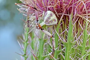 Thomisidae: Red-banded Crab Spider