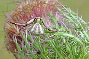 Thomisidae: Red-banded Crab Spider