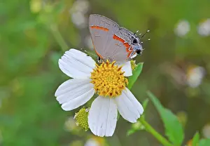 Needles: Red-banded Hairstreak