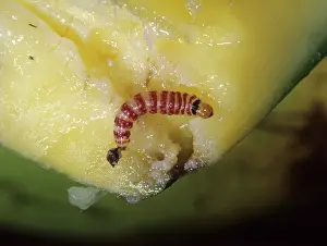 Indica: Red banded mango caterpillar larva
