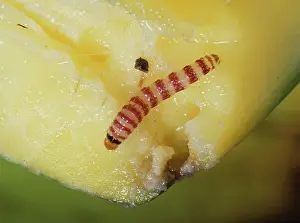Indica: Red banded mango caterpillar larva