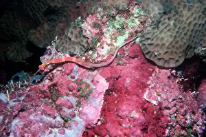 Red-Banded Pipe Fish - Lives on sponges and corals