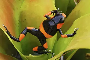 Bromeliads: Red-banded Poison Arrow / Dart Frog - on bromeliad