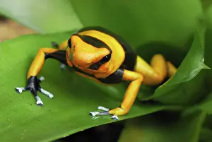 Bromeliads: Red-banded Poison Arrow / Dart Frog - on bromeliad