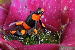 Bromeliads: Red-banded Poison Arrow / Dart Frog - on bromeliad