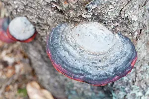 Polypore: Red Banded Polypore