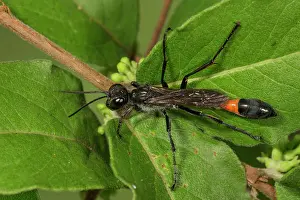 Ammophila: Red banded sand wasp (Ammophila sabulosa) on common