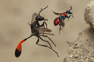 Ammophila: Red Banded Sand Wasp (Ammophila sabulosa) & Cuckoo
