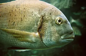 Bream: RED-BANDED SEA BREAM HEAD