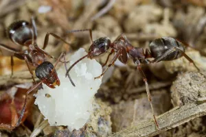 Worker: Red-barbed Ant (Formica rufibarbis) two adult workers