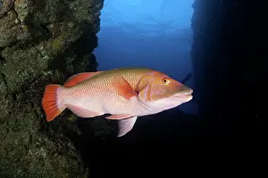 Hogfish: Red barred hogfish, Bodianus scrofa, Santa Maria