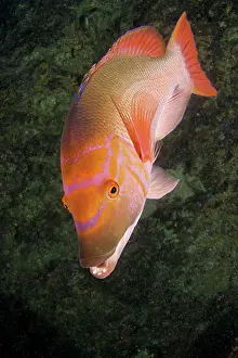 Hogfish: Red barred hogfish, Bodianus scrofa, Santa Maria