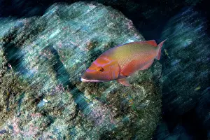 Hogfish: Red barred hogfish, Bodianus scrofa, Santa Maria