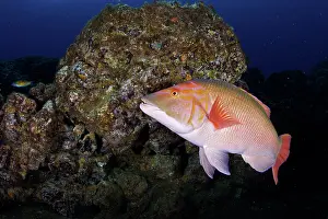 Azores: Red barred hogfish, Bodianus scrofa, Santa Maria