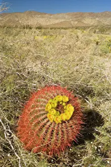 Barrels: Red Barrel Cactus