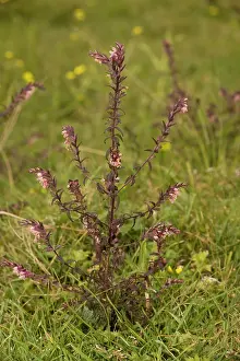Verna: Red bartsia