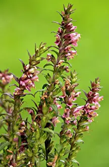 Verna: Red Bartsia - in flower - late summer - damp grassland