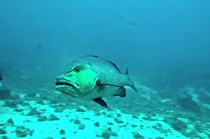 Basses: Red Bass - with poisonous flesh