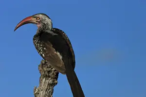 Beaked: Red beaked Hornbill resting on a branch
