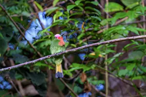 Sabah: Red-bearded bee-eater