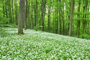 Fagales: Red beech (Fagus sylvatica) forest with flowering