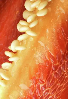 Pepper: Red Bell Pepper