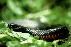 Pseudechis: Red-bellied Black Snake
