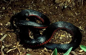 Pseudechis: Red-bellied black snake