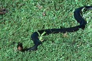 Slithering: Red-bellied Black Snake