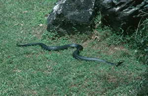 Slithering: Red-bellied Black Snake