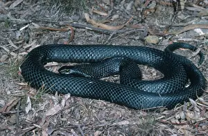Pseudechis: Red-bellied Black Snake