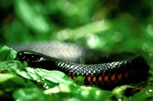 Pseudechis: Red-bellied black snake (Pseudechis porphyriacus)