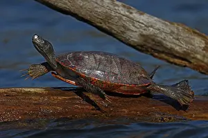 Rubriventris: Red-bellied Cooter, Pseudemys rubriventris, Maryland