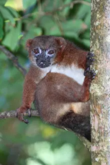 Equatorial: Red-bellied lemur (Eulemur rubriventer) adult female