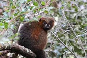 Equatorial: Red-bellied lemur (Eulemur rubriventer) adult female