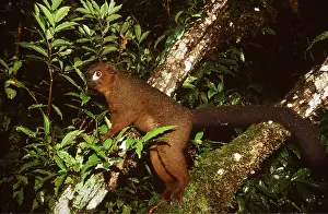Bellied: RED-BELLIED LEMUR - Standing on branch