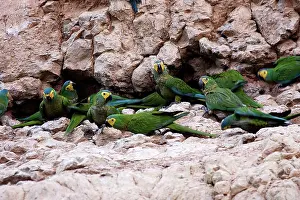 Zoopharmacognosy: Red-bellied Macaw - at clay lick