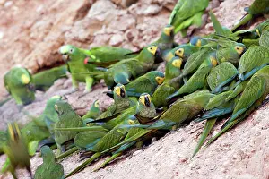 Zoopharmacognosy: Red-bellied Macaw - at clay lick