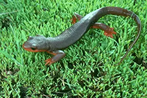 Salamandridae: Red-bellied Newt