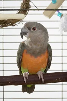 Caged: Red-bellied Parrot in Cage