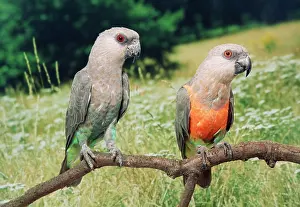 Rufiventris: Red-bellied Parrots