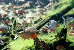 Piranha: Red-bellied Piranha