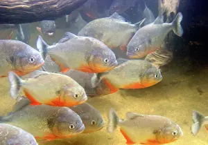 Nattereri: Red-bellied PIRANHA