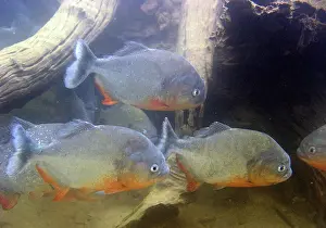 Nattereri: Red-bellied PIRANHA
