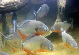 Nattereri: Red-bellied PIRANHA
