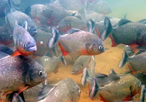 Nattereri: Red-bellied PIRANHA